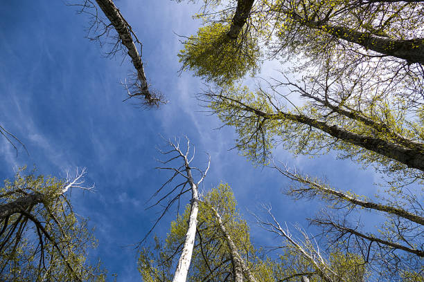 istock neglected poplar trees, global warming damage to nature, drying poplar trees, 1152105580