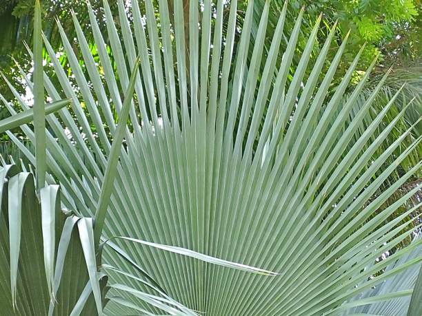 istock Coperaicia  tallaensis - a palm from Cuba 1152105630