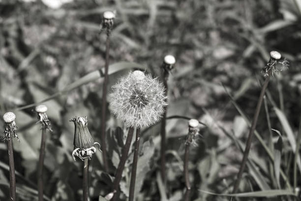 istock dandelion feather, feathery dandelion swaying with the wind, 1152105631