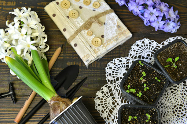 Top view of hyacinth, blank note, gardening pots with sprouts and tools on lace. Vintage nature background with blooming flowers indoors