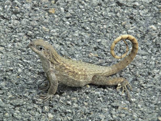 Curly tail Lizard (Leiocephalus carinatus) resting on the sidewalk Curly tail Lizard resting northern curly tailed lizard leiocephalus carinatus stock pictures, royalty-free photos & images