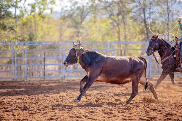 istock Cowboys Roping A Calf In A Rodeo Event 1152110154