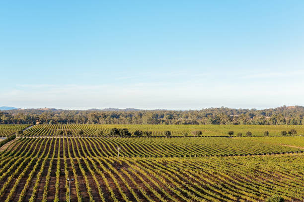 istock A Crop Of Grapes 1152110156