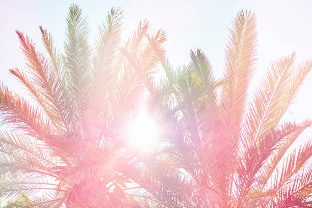 Coconut palm tree under blue sky. Vintage background. Travel card. Vintage effect