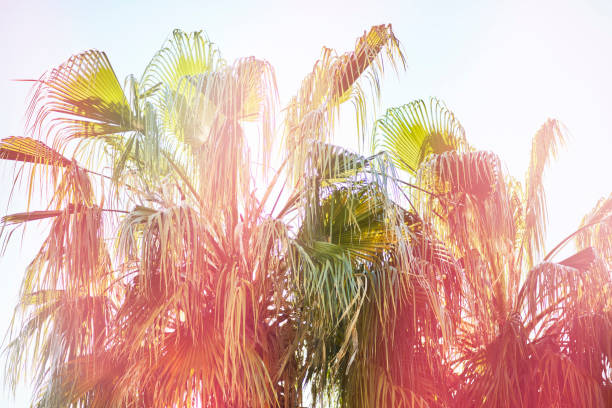 istock Coconut palm tree under blue sky. Vintage background. Travel card. Vintage effect 1152111644