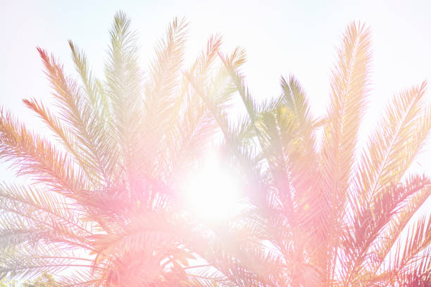 Coconut palm tree under blue sky. Vintage background. Travel card. Vintage effect
