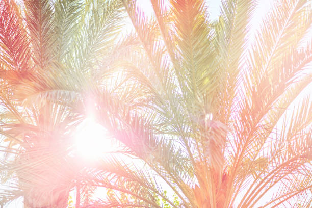 Coconut palm tree under blue sky. Vintage background. Travel card. Vintage effect