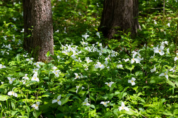 istock A Beautifull north American flower White Trillium flower (Trillium grandiflorum), also know as wake - robin 1152111709