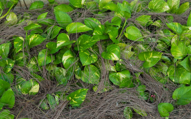 istock green plants and dry larch leaf background 1152111780