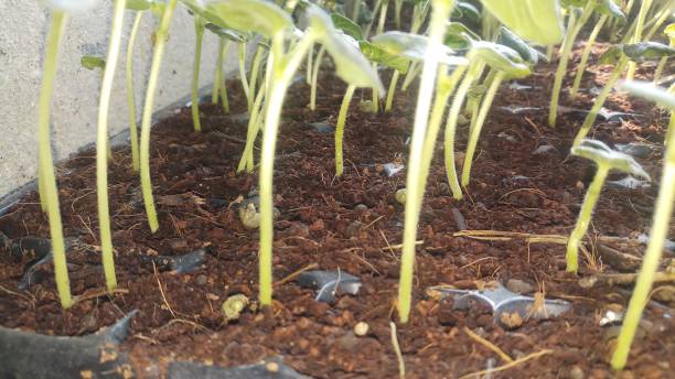 istock Baby plant/ closeup 1152111828