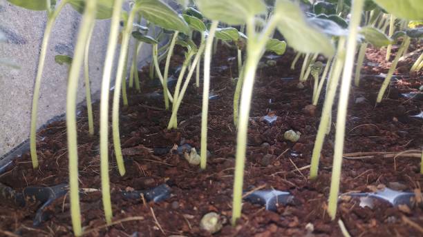 istock Baby plant/ closeup 1152112388