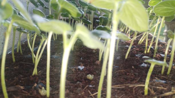 istock Baby plant/ closeup 1152112683