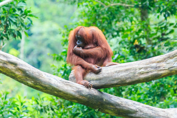 orangutany lub pongo pygmaeus - kalimantan zdjęcia i obrazy z banku zdjęć