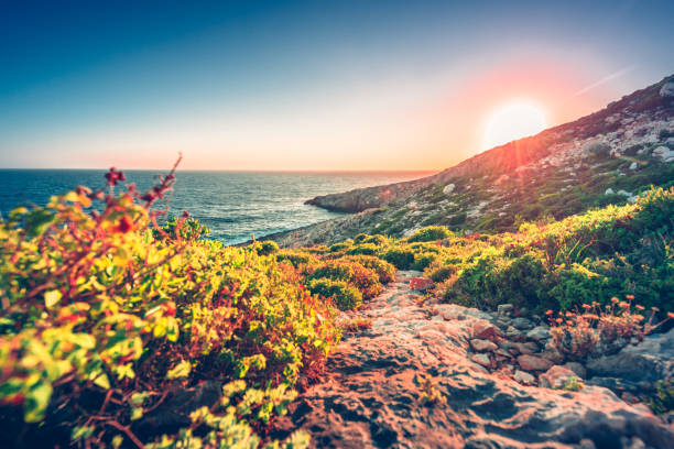 istock wildflowers by the sea 1152113336
