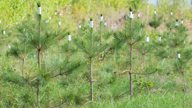 istock Young pine stand growing in Governor Knowles State Forest in Northern Wisconsin 1152116566