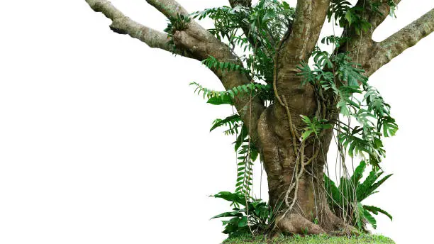 Jungle tree trunk with climbing Monstera (Monstera deliciosa), bird"u2019s nest fern, philodendron and forest orchid green leaves tropical foliage plants isolated on white background with clipping path.