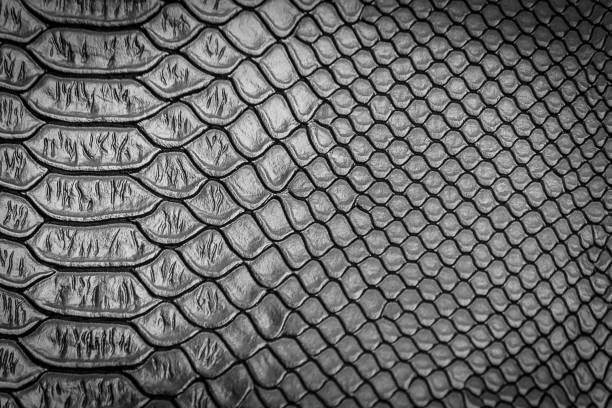istock close up of snake skin texture 1152118932