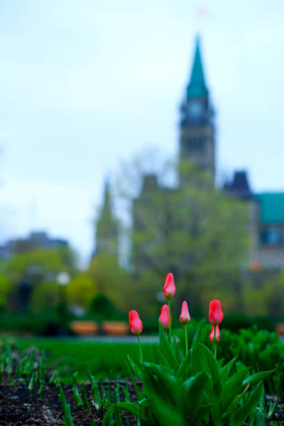 istock Ottawa Tulip Festival 1152118970
