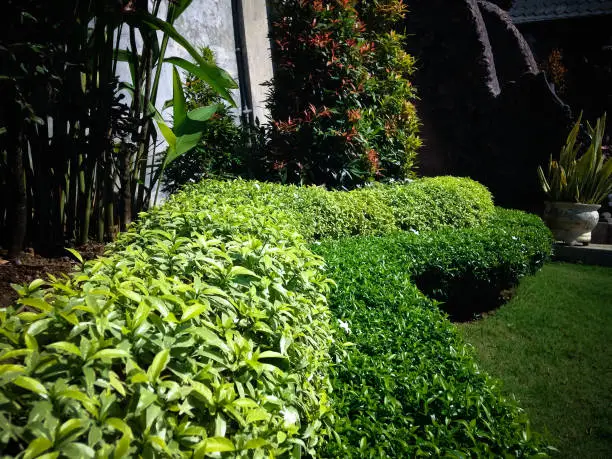 Beautiful Shape Of Garden Plants In The Yard At Buddhist Monastery, Banjar Tegeha Village, North Bali, Indonesia