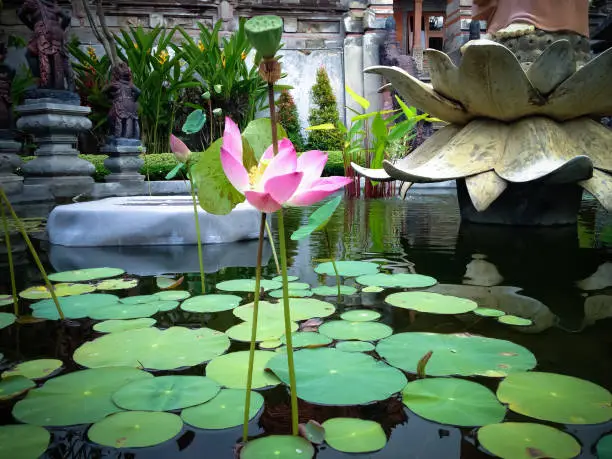 Calm And Peaceful Place Of Lotus Garden Pond In The Yard Of The Buddhist Monastery At Banjar Tegeha Village, North Bali, Indonesia