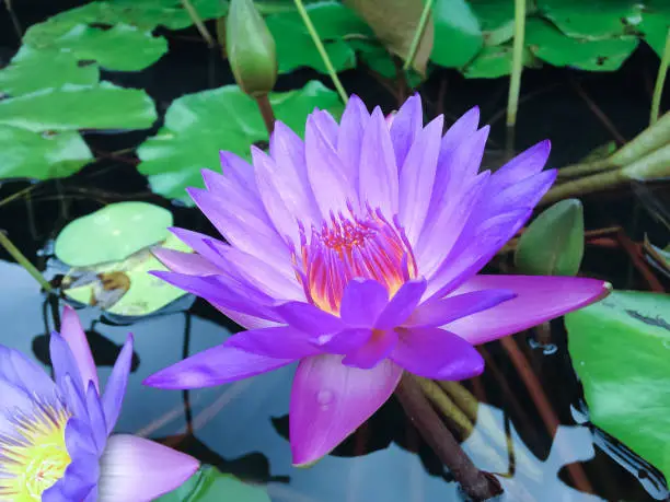 Fresh Purple Flower Of  Lotus Plant In Pond Of Buddhist Monastery In Bali, Indonesia