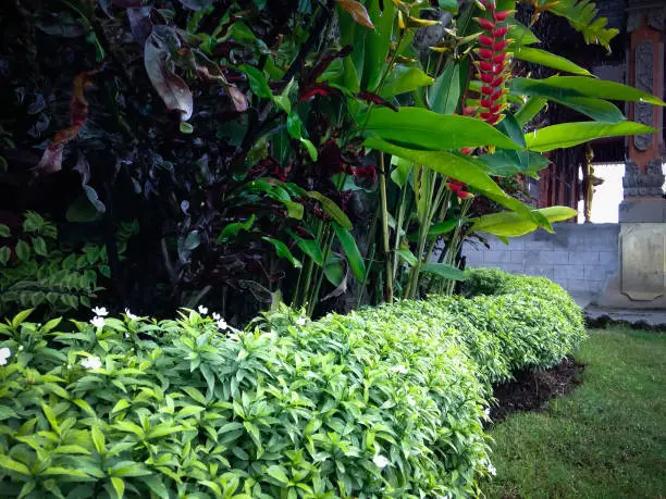 Sweet And Fresh Garden Plants In The Yard At Buddhist Monastery In Bali, Indonesia