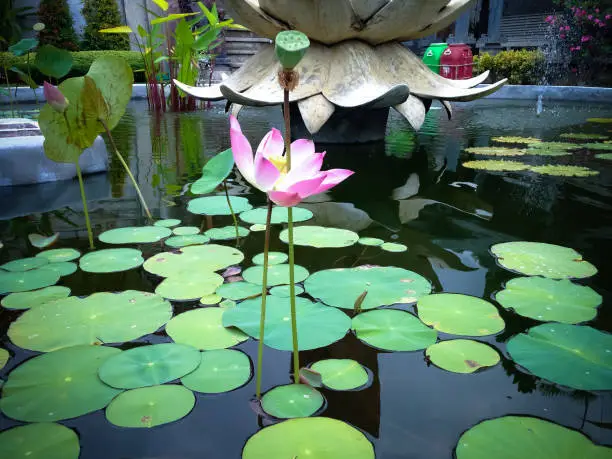 Natural Garden Pond With Fresh Lotus Flower Plants In The Yard Of Buddhist Monastery In Bali, Indonesia