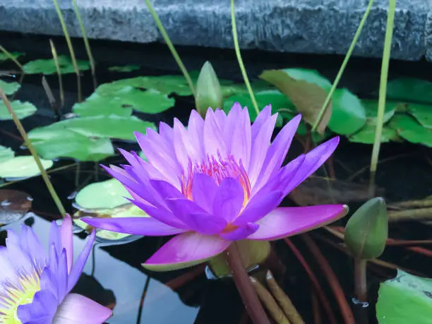 Sweet Purple Lotus Flower In The Lotus Pond Of Buddhist Temple, Bali, Indonesia