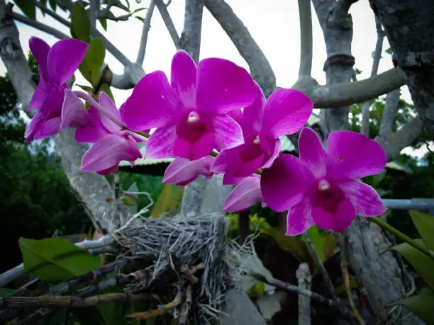 Sweet purple flower Of orchid Plant Hanging On Tree In The Garden