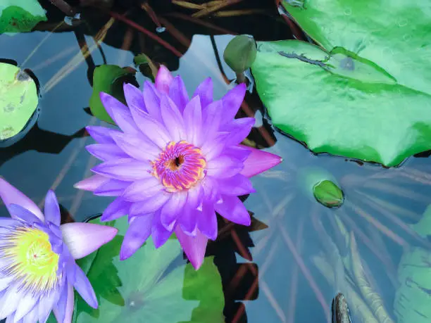 Top View Sweet Purple Lotus Flower In The Lotus Pond