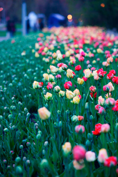 ottawa's tulips at night - ottawa tulip festival imagens e fotografias de stock