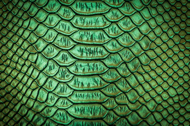istock close up of snake skin texture 1152119909