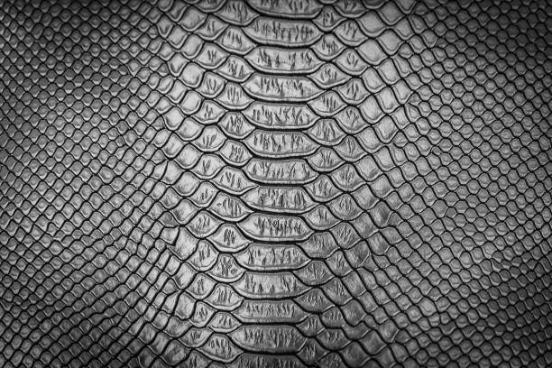 istock close up of snake skin texture 1152119926