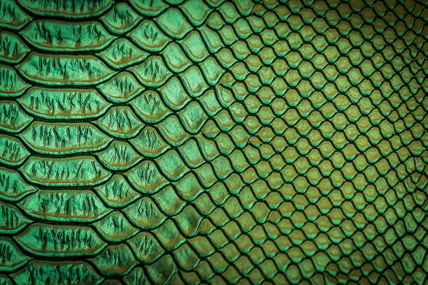 istock close up of snake skin texture 1152120012