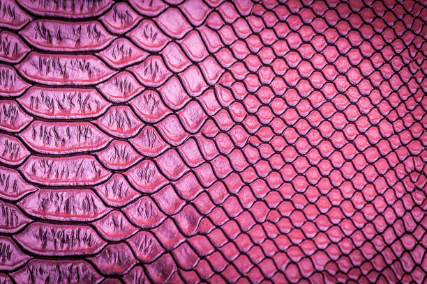istock close up of snake skin texture 1152120042