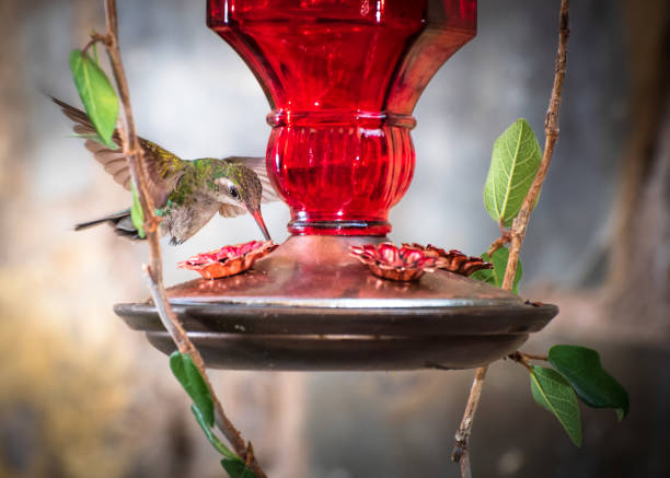 istock Hummingbird at red feeder. 1152121420