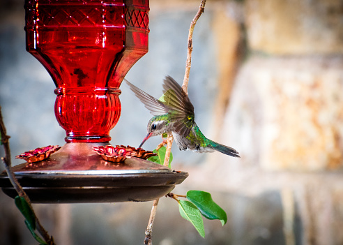 Hummingbird , green and blue colors, flying around its feeder in the garden of a house. Spring.