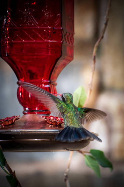 istock Hummingbird at red feeder. 1152121457