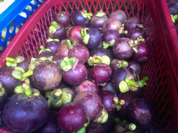 Newly Picked Of Fresh Mangosteen Fruits For Sale In Plastic Fruits Basket