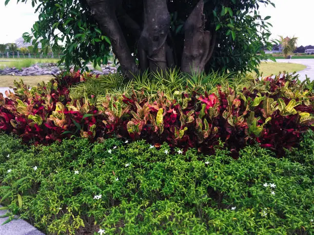 Sweet Ornamental Plants And Tree In The Garden Of The Parking Lot At Badung, Bali, Indonesia