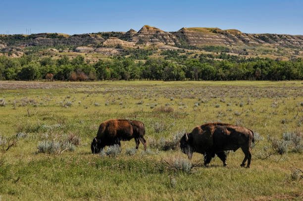 Theodore Roosevelt NP - Grazing Bison Theodore Roosevelt National Park - Two bison from the park's herd graze in late summer at theodore roosevelt national park stock pictures, royalty-free photos & images