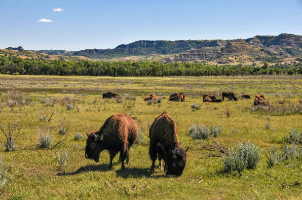 theodore roosevelt - due bufali (two buffalo) - american bison north dakota theodore roosevelt national park badlands foto e immagini stock