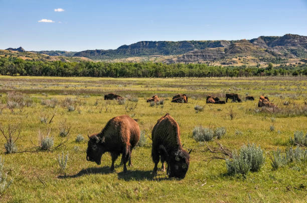 Theodore Roosevelt NP - Two Buffalo Theodore Roosevelt National Park - Two bison graze in a field in the park theodore roosevelt national park stock pictures, royalty-free photos & images