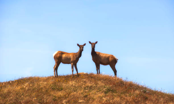 istock Pair of Tule Elk 1152123260