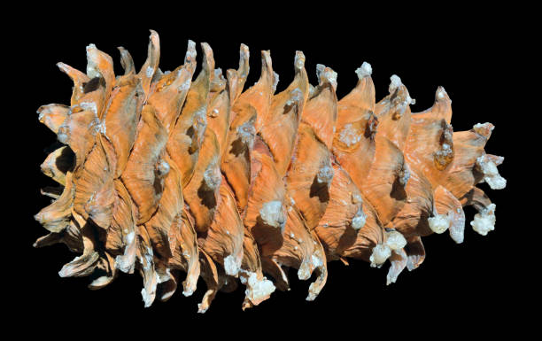 cone of cedar pine (pinus koraiensis) 2 - cedrine imagens e fotografias de stock