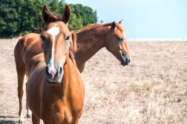 istock Young mare horses grazing on meadow 1152126112