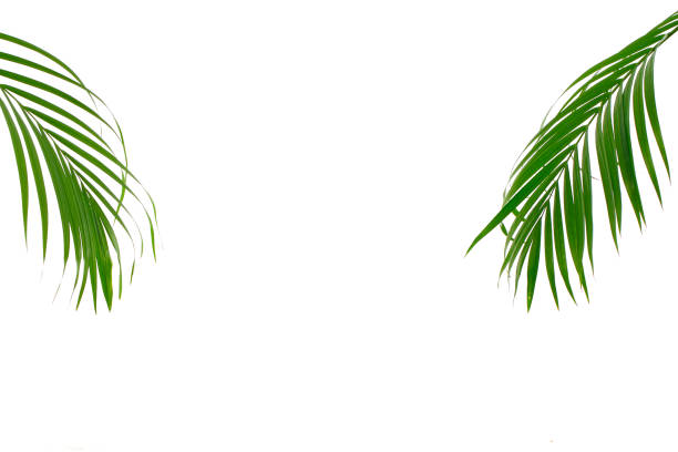 istock Green leaves of palm tree isolated on white background 1152126154