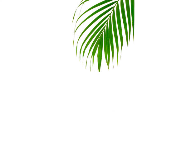 Green leaves of palm tree isolated on white background