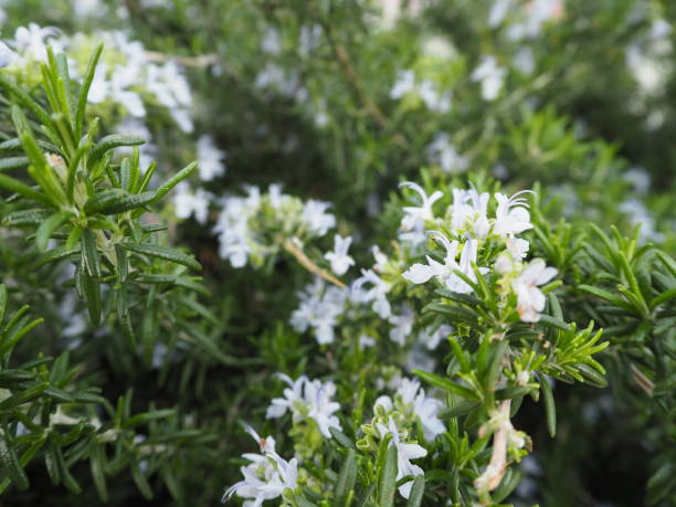 istock Rosemary with white flowers in spring garden 1152126773