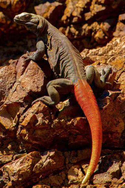 A huge chuckwalla lizard with a reddish tail basks in the sun